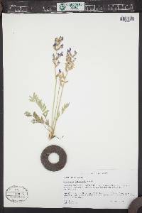 Oxytropis lambertii image