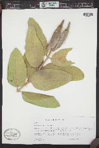 Asclepias speciosa image