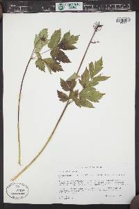 Actaea rubra image