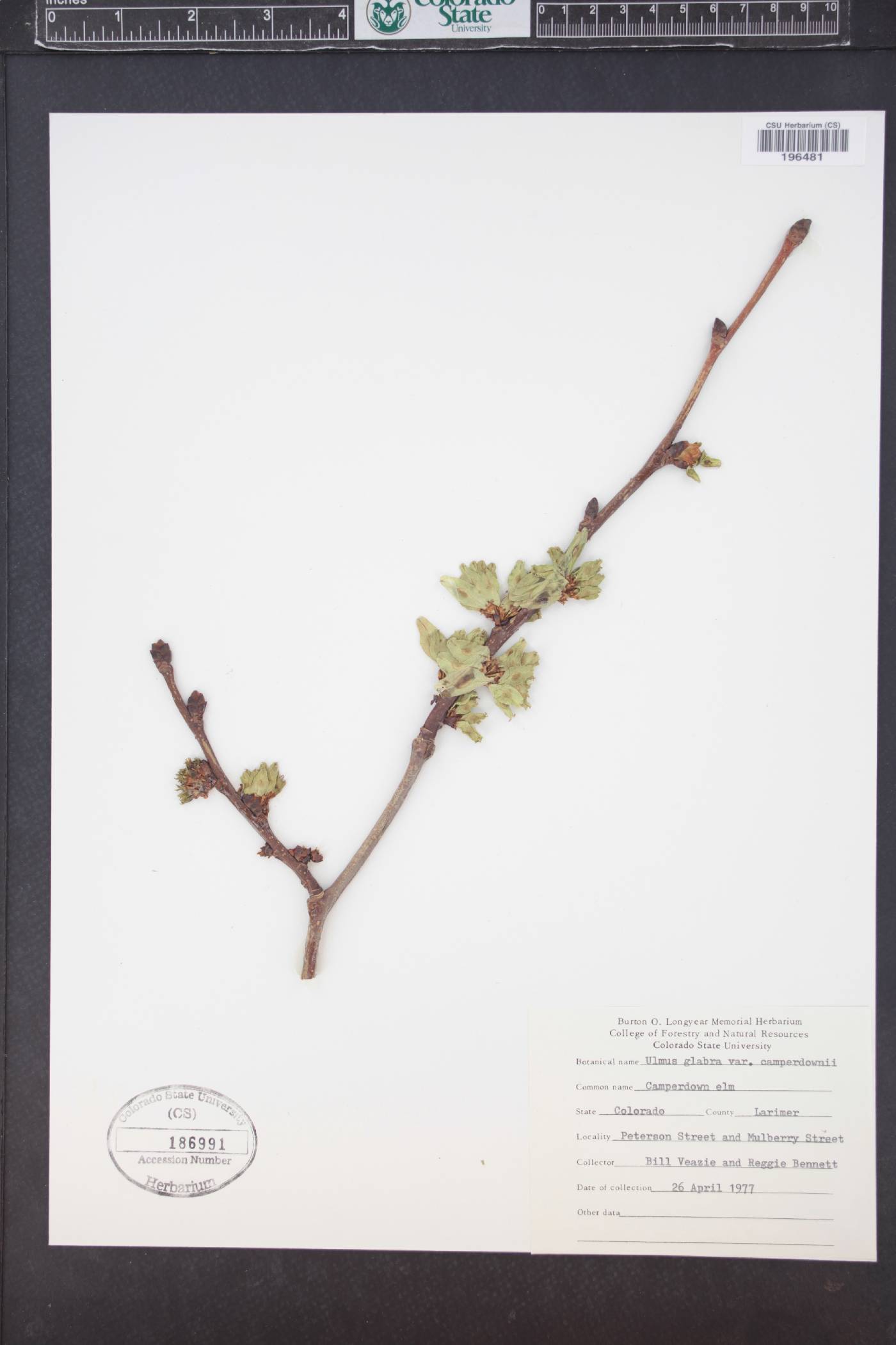 Ulmus glabra image