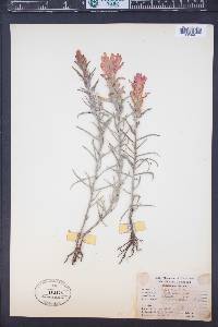 Castilleja rhexiifolia image