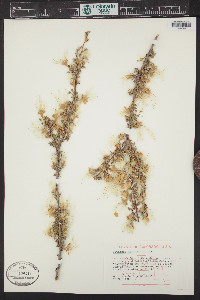 Purshia mexicana image