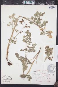 Thalictrum fendleri image