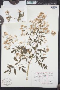 Thalictrum dasycarpum image