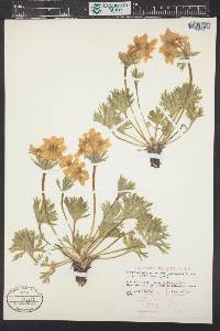 Trollius albiflorus image