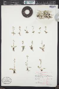 Thalictrum alpinum image