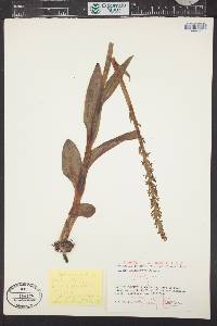 Platanthera stricta image