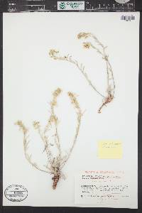 Physaria ludoviciana image