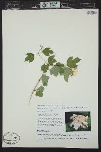 Viburnum opulus image