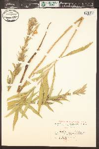 Oenothera villosa subsp. strigosa image