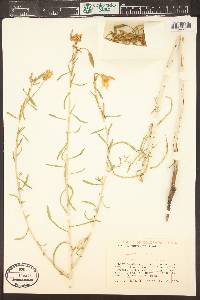 Oenothera nuttallii image