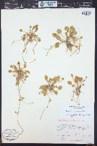 Ranunculus cymbalaria image