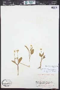 Ranunculus alismifolius var. montanus image