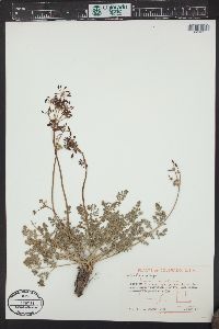 Lomatium grayi image