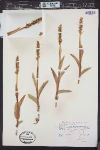 Platanthera dilatata image