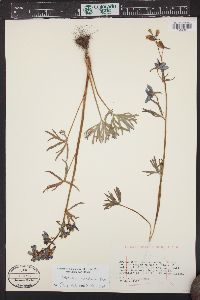 Delphinium nuttallianum image