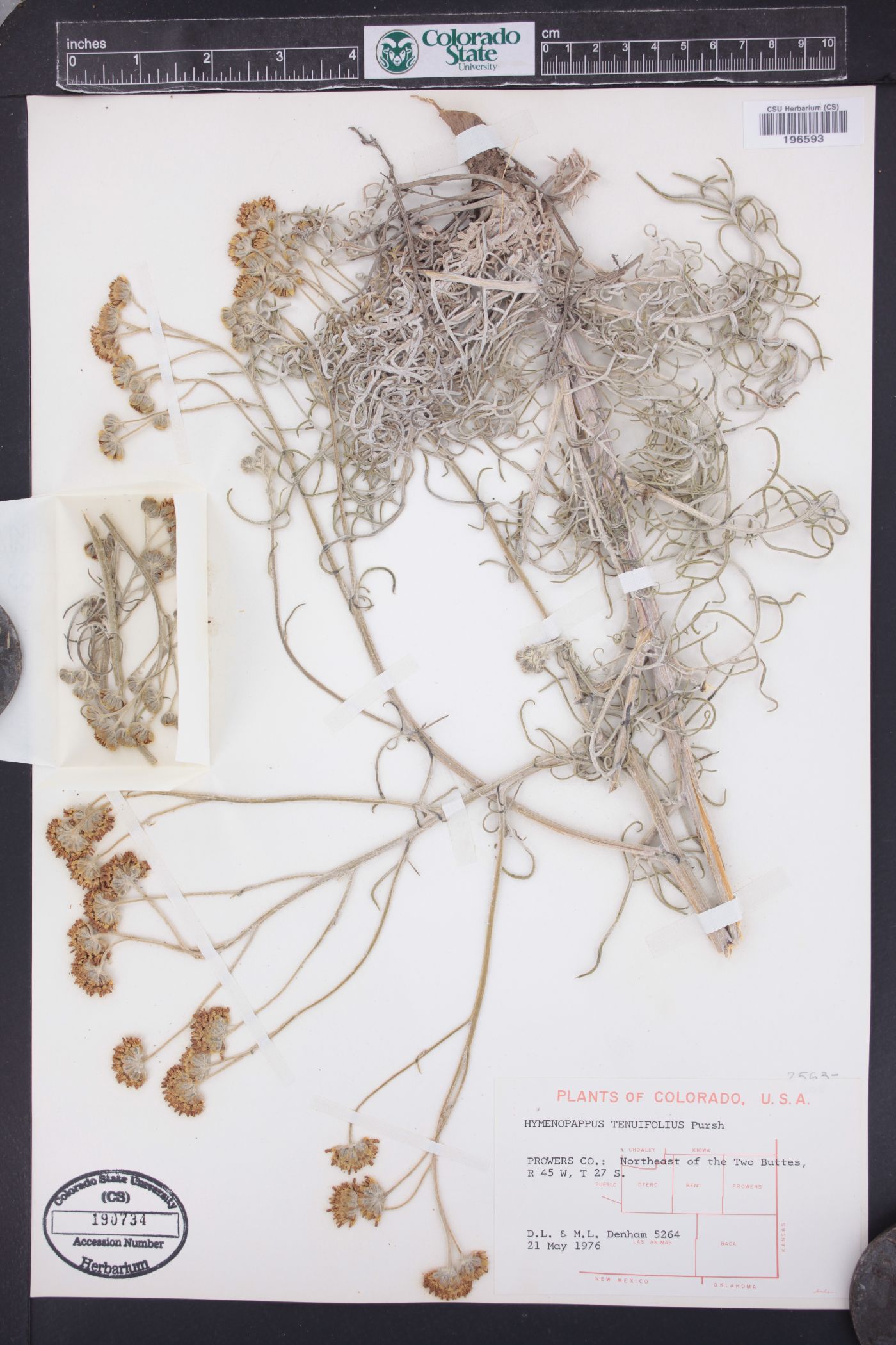 Hymenopappus tenuifolius image