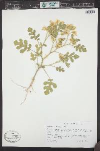 Solanum rostratum image