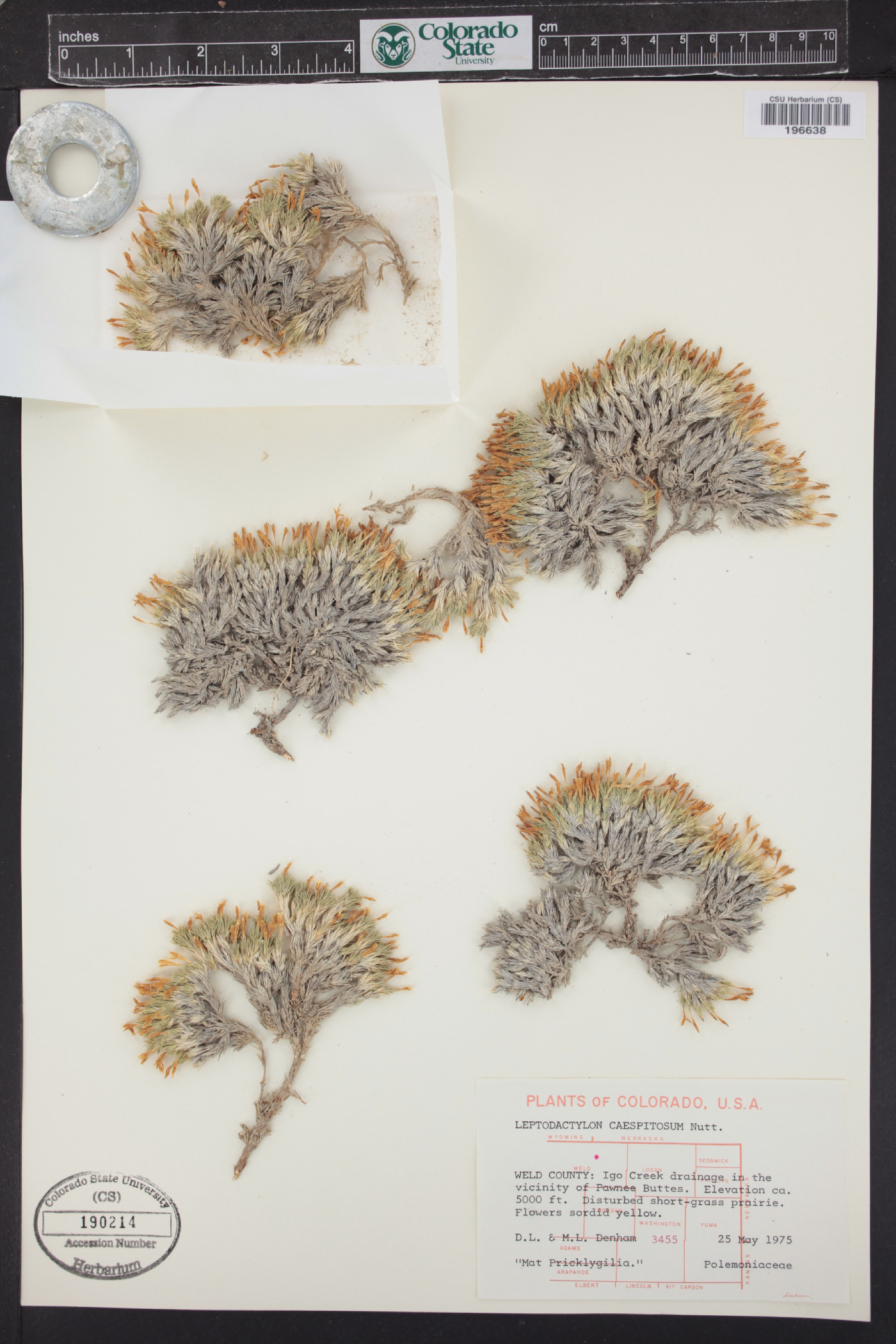 Linanthus caespitosus image
