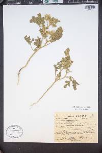 Solanum rostratum image