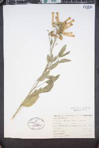 Nicotiana glauca image