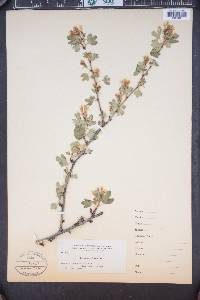 Ribes longiflorum image
