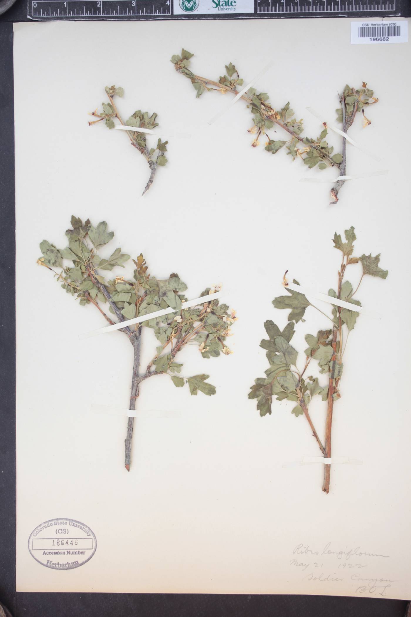 Ribes longiflorum image