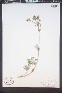Potentilla pulcherrima image