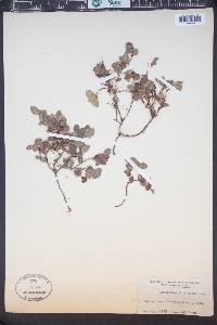 Arctostaphylos nevadensis image