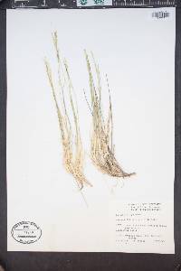 Muhlenbergia filiculmis image