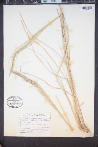 Muhlenbergia emersleyi image