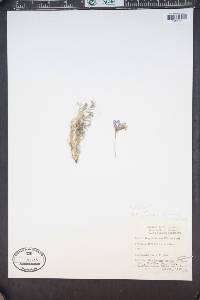 Astragalus alpinus image