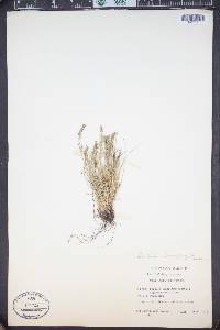 Festuca brachyphylla image