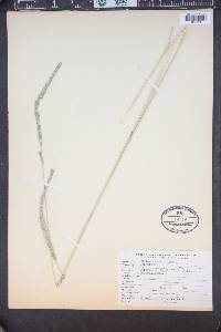 Muhlenbergia rigens image