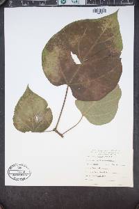 Catalpa speciosa image