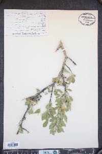 Forestiera pubescens image