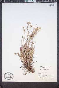 Geum rossii image