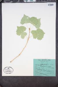 Populus deltoides subsp. wislizeni image