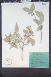 Celtis reticulata image