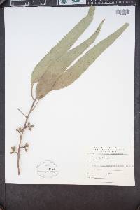 Image of Eucalyptus angophoroides