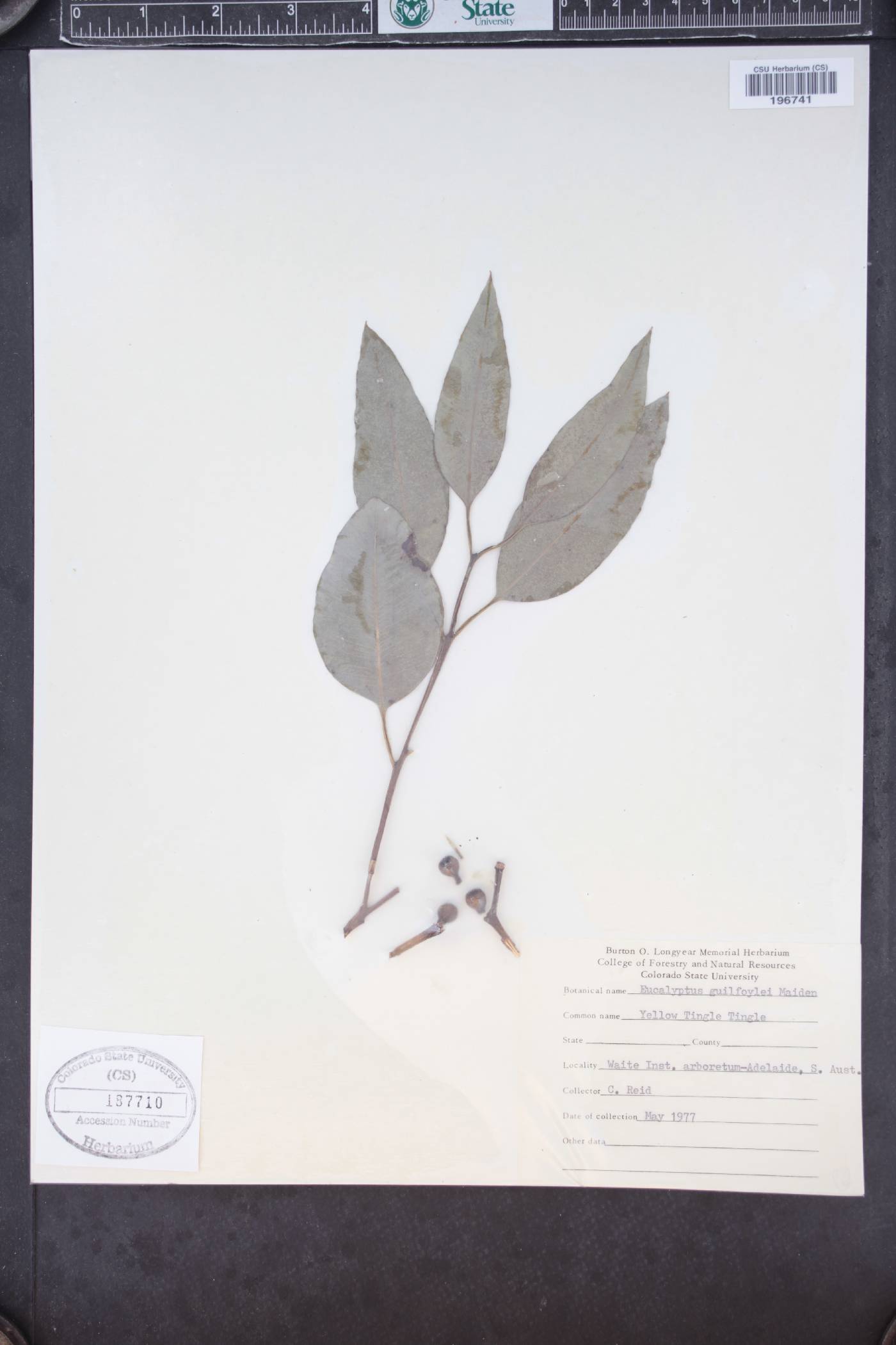 Eucalyptus guilfoylei image