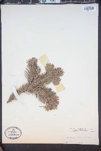 Abies nordmanniana image