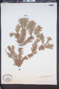 Abies numidica image