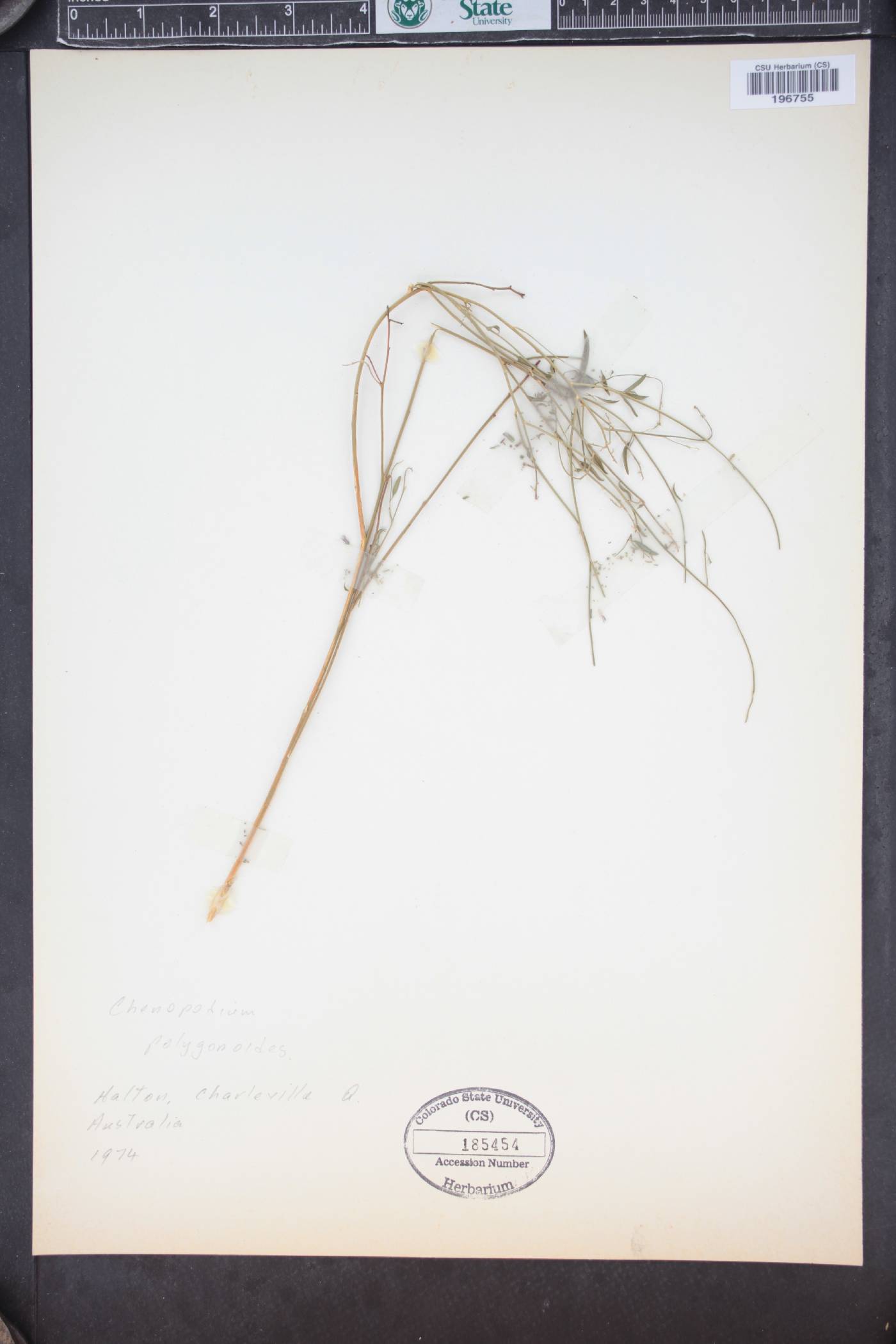 Chenopodium polygonoides image