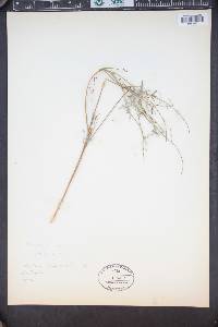 Image of Chenopodium polygonoides
