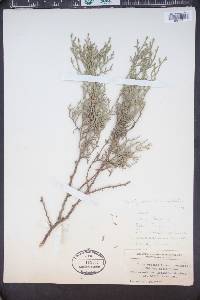 Platycladus orientalis image