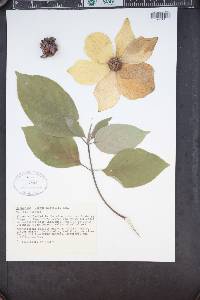 Cornus nuttallii image