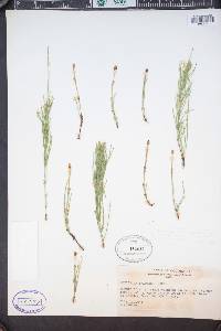 Equisetum pratense image