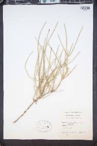 Ephedra viridis image