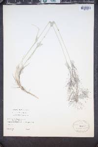 Muhlenbergia pungens image